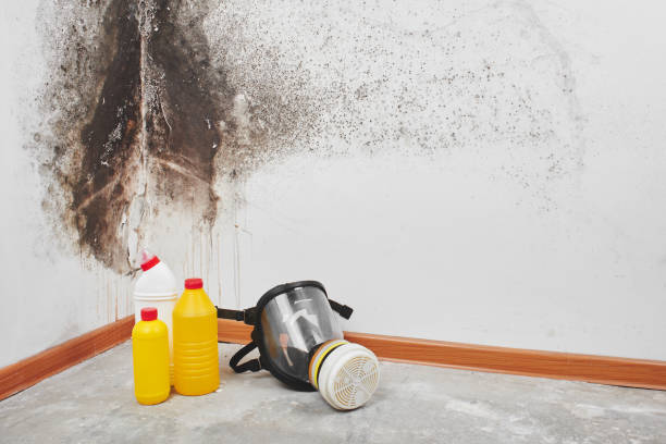 Trusted Laingsburg, MI Mold Removal Experts