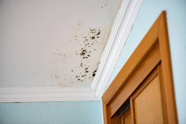 Best Residential Mold Removal  in Laingsburg, MI