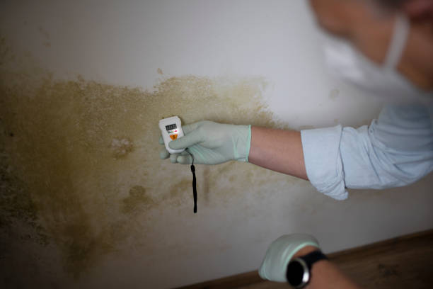 Best Toxic Mold Removal  in Laingsburg, MI