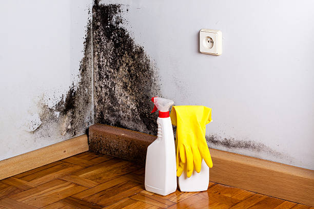 Best Fast Mold Removal  in Laingsburg, MI