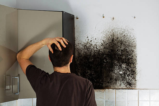 Best Home Mold Removal  in Laingsburg, MI