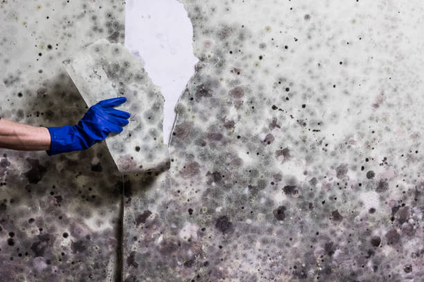 Best Local Mold Removal Service  in Laingsburg, MI