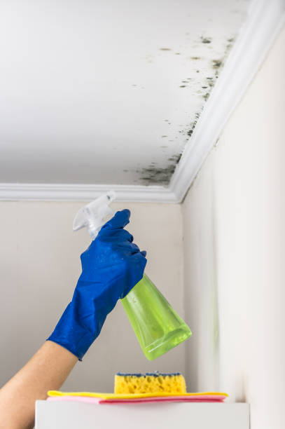 Crawl Space Mold Removal in Laingsburg, MI